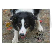 Border Collie Stare Photo Birthday Card