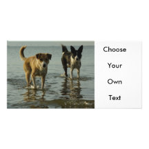 Border Collie - Tipper/Dixie in Water Customized Photo Card