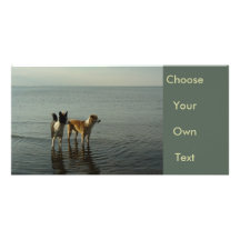 Border Collies - Tipper/Dixie at Sea Personalized Photo Card