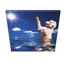 Born Again Puppy Mill Rescue Standard Poodle Stretched Canvas Prints