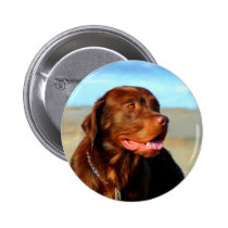 Bosco - Chocolate Labrador Art buttons