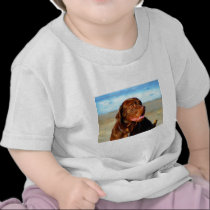 Bosco - Chocolate Labrador Art t-shirts
