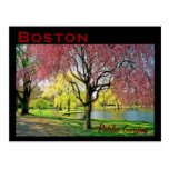 Boston Common Postcard - Customised
