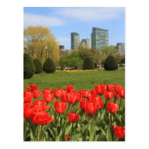 Boston Public Garden Tulips in Spring Postcards