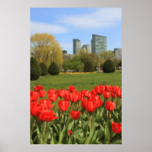 Boston Public Garden Tulips in Spring Print