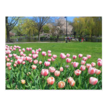 Boston Public Garden Tulips Post Card