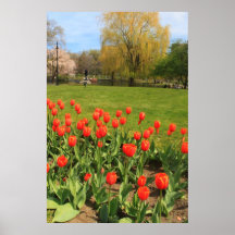 Boston Public Garden Tulips Posters