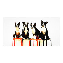 BOSTON TERRIER カスタムフォトカード
