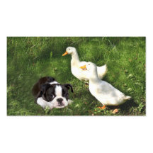 Boston Terrier Breeder Business Card