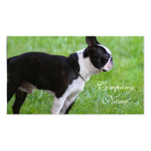 Boston Terrier business cards
