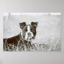 Boston Terrier/ Buster Capone 2 Poster