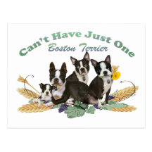 Boston Terrier Can't Have Just One Gifts Post Card
