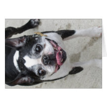 boston terrier cards