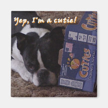 Boston Terrier:  Cutie Refrigerator Magnets