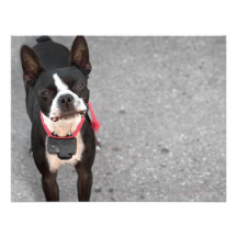 Boston Terrier Dog Personalized Invite