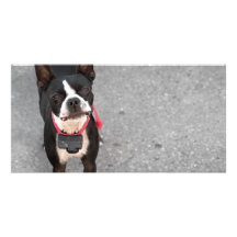 Boston Terrier Dog Photo Card Template