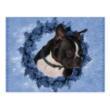 Boston Terrier Dog Photo Postcard