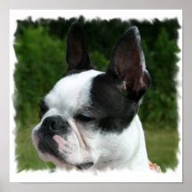 Boston Terrier Dog Photo Print