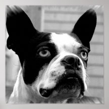 Boston Terrier Dog Print