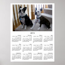 Boston Terrier dogs Print
