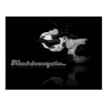Boston Terrier Dreams - Postcard