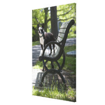 Boston Terrier Gallery Wrap Canvas