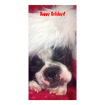 Boston Terrier Happy Holidays Photo Card