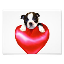 Boston terrier heart photo print