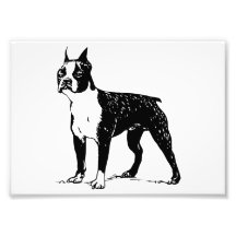 Boston Terrier Photographic Print