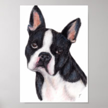 Boston Terrier Portrait Print