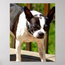 Boston Terrier Post III Poster