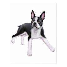 Boston Terrier Postcard