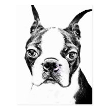 Boston Terrier Postcard