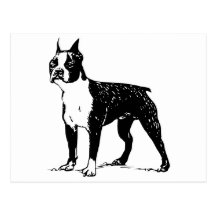 Boston Terrier Postcards