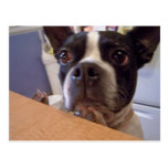 boston terrier postcards