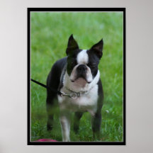Boston Terrier poster