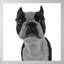 Boston Terrier poster