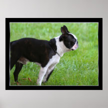 Boston Terrier poster