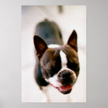 Boston Terrier! Poster
