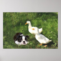 Boston Terrier Poster Ducks