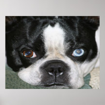 Boston Terrier Print