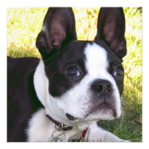 Boston Terrier Pup Invitations