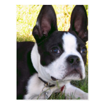Boston Terrier Pup Postcard