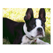 Boston Terrier Pup Postcard