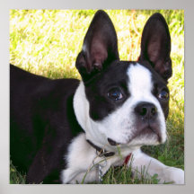 Boston Terrier Pup Poster