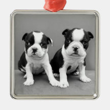 Boston Terrier Puppies Christmas Ornament