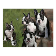 Boston Terrier Puppies Postcard