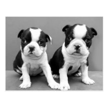 Boston Terrier Puppies postcard