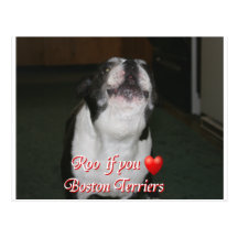 Boston Terrier:  Roo Postcards