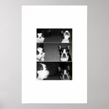 Boston Terrier(s) Print